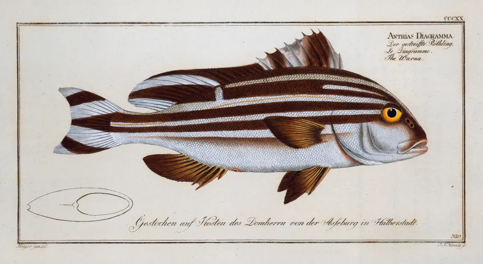 Anthias Diagramma, The Warna. (1785-1797) by Marcus Elieser Bloch